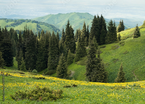 Mountain  landscape, Butakovskoe gorge Almaty, Kazakhstan, Zailiysky Alatau Range, Forest Pass .with yellow flowers in the meadow photo