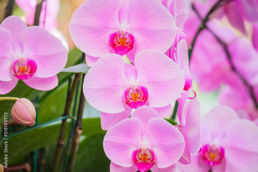 Fototapeta premium Beautiful Phalaenopsis Orchid flower blooming in garden floral background