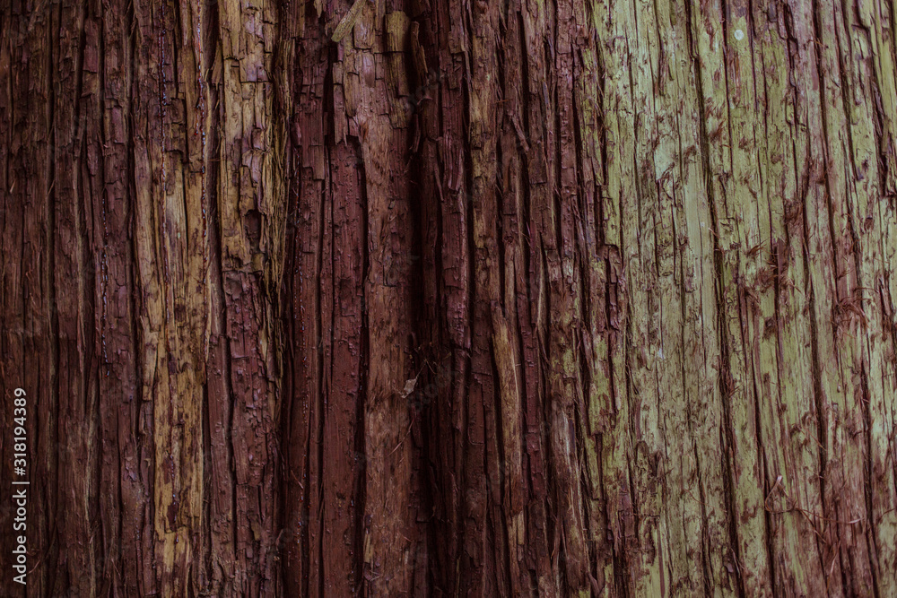 Old tree bark texture with green moss Old tree bark texture with green moss