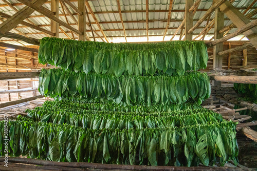 Sticker Tobacco drying
