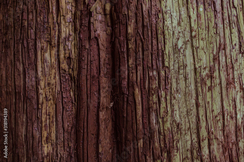 Old tree bark texture with green moss 