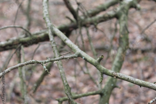  branch