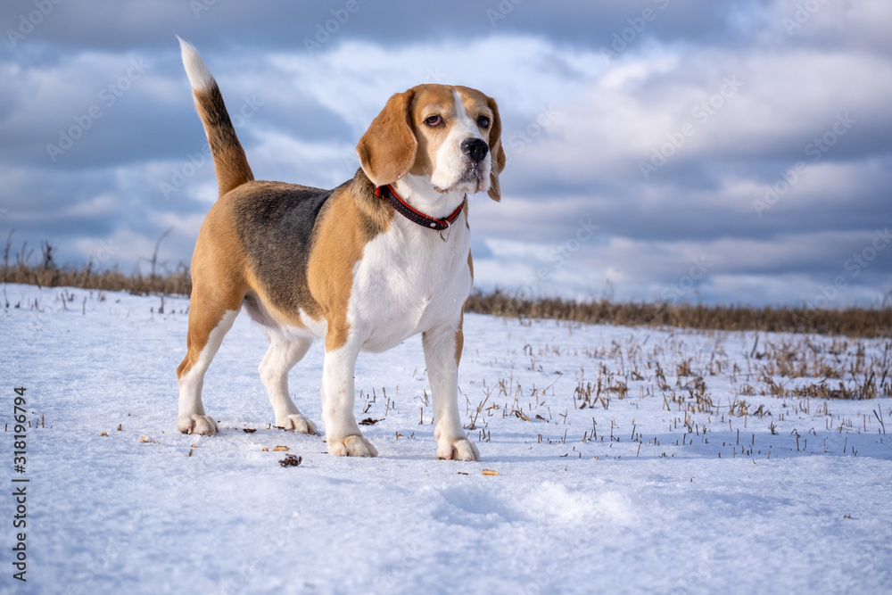 Beagle dog on a walk on a Sunny winter day in a snow-covered field
