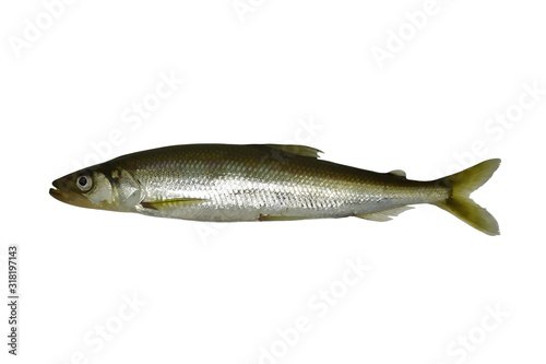Rainbow smelt (Osmerus mordax) fish isolated on white background.