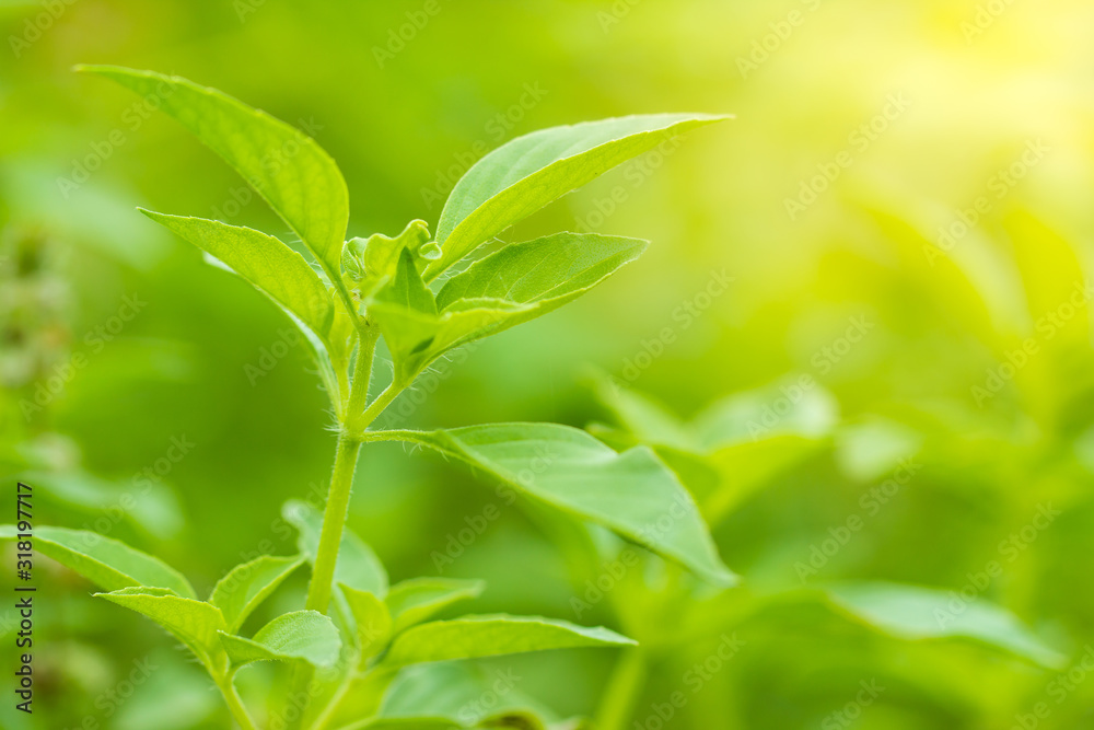 Hairy basil or Ocimum basilicum tree in morning sunlight. It is herbs and ingredients for cooking in Thai food. Smooth green nature background. Copy space for text. Hairy basil or Ocimum basilicum tree in morning sunlight. It is herbs and ingredients for cooking in Thai food. Smooth green nature background. Copy space for text.