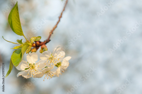 Spring cherry blossom with soft background.