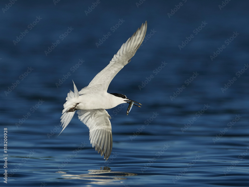 Sandwich tern (Thalasseus sandvicensis) Sandwich tern (Thalasseus sandvicensis)