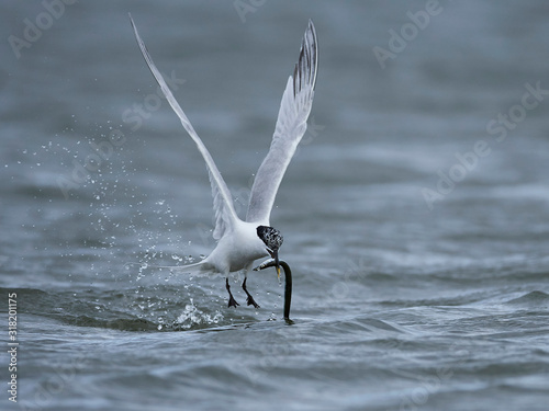 Sandwich tern (Thalasseus sandvicensis) photo