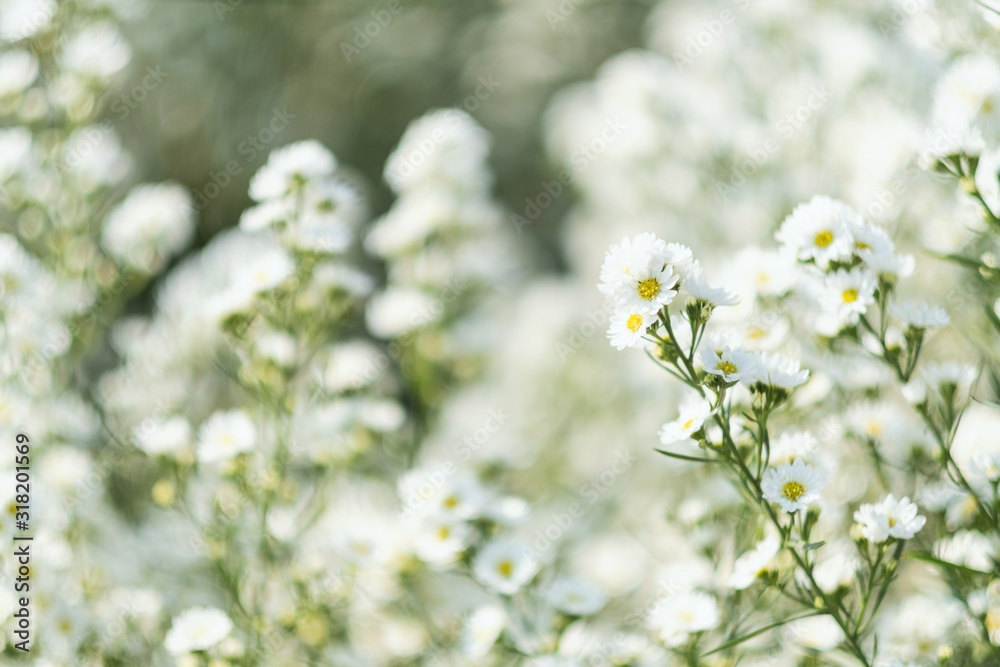 Closeup image of a beautiful Cutter flower field Closeup image of a beautiful Cutter flower field