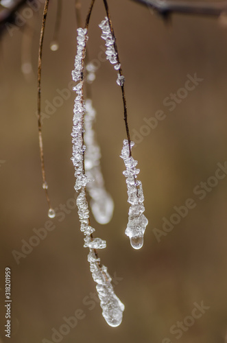 Frozen dew drops on a plant 