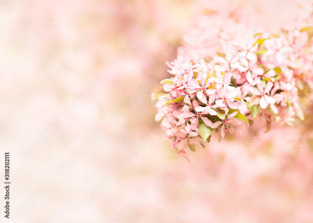 Springtime blossoming pink branch blooming background