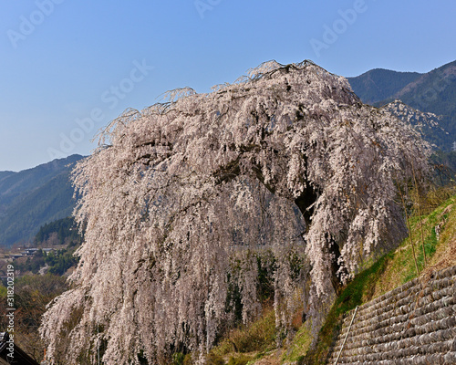 満開に枝垂れる岩太郎桜