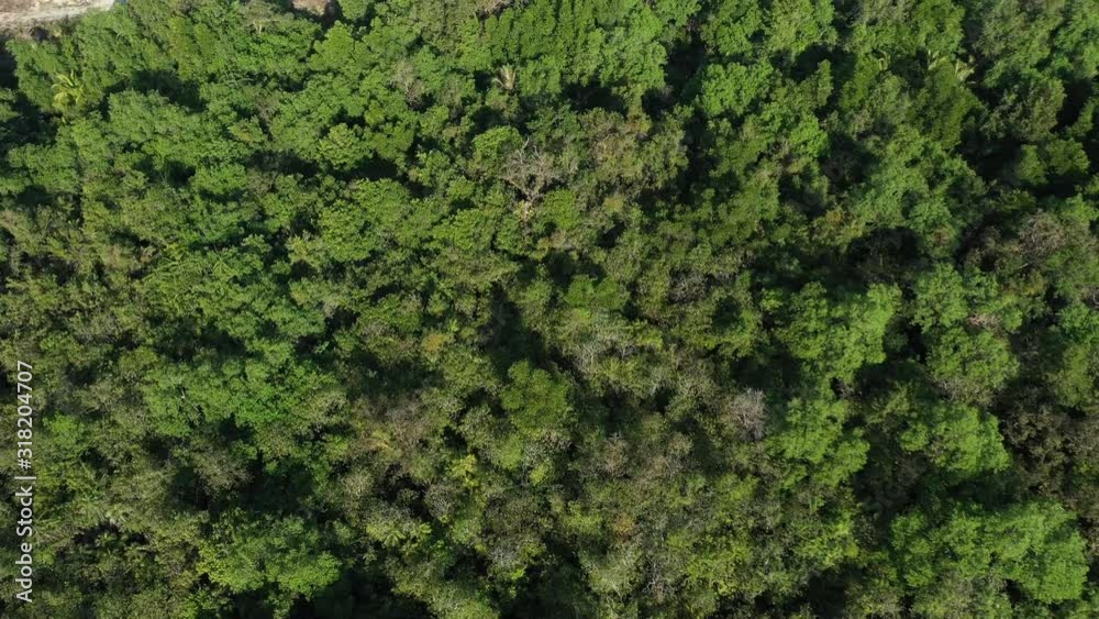 Logging. Aerial drone view of deforestation environmental problem. Rainforest destruction Logging. Aerial drone view of deforestation environmental problem. Rainforest destruction