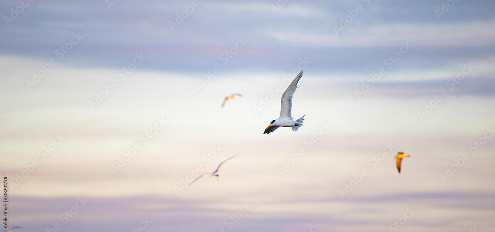 Fototapeta premium seagulls in the sky