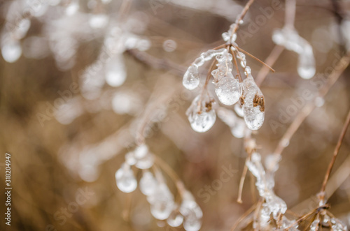 Frosty morning dew drops on a meadow plants 