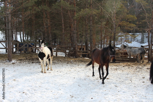 horses walk on the street in the winter in the paddock on the farm