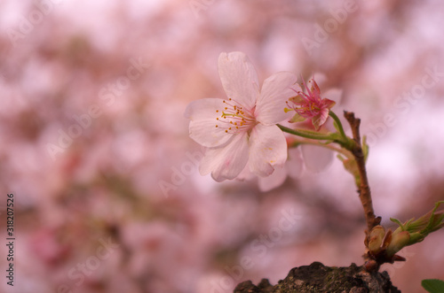 後方の桜をぼかして、前方の桜を撮影しました。 The cherry blossoms in the back were blurred, and the cherry blossoms in front were photographed. photo