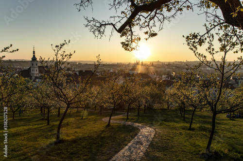 Fototapeta Naklejka Na Ścianę i Meble -  City orchard in morning sun