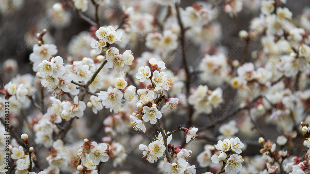 Fototapeta premium 梅の花
