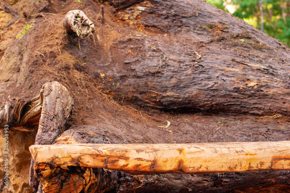 Fototapeta premium An empty rough wooden rack against the background of a trunk of a lying tree with roots in the open air