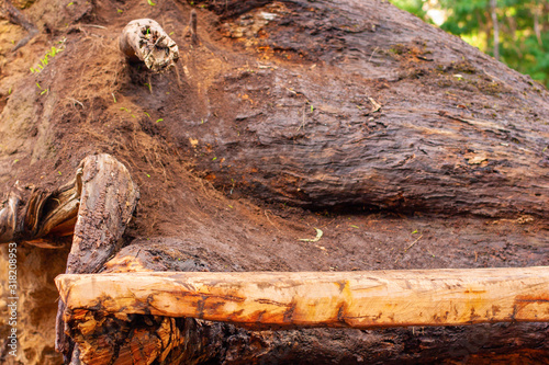 An empty rough wooden rack against the background of a trunk of a lying tree with roots in the open air