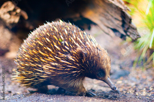 Echidna, walking between the grass and the tree trunk. Profile. Closeup.
