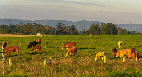 Foto Dawn at extensive cattle farm in southern Brazil