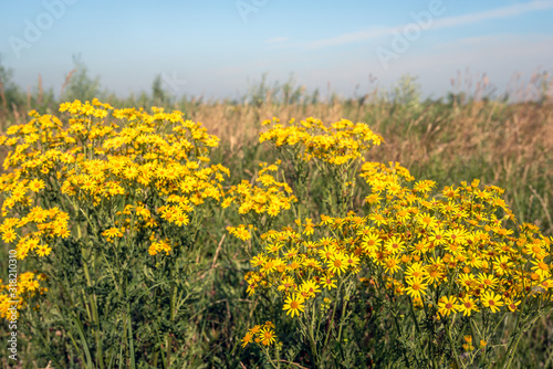 Yellow flowering Common Ragwort from close © Ruud Morijn