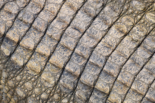 crocodile skin pattern texture background