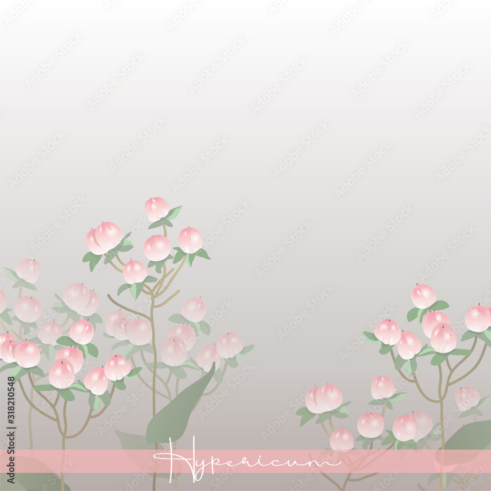 Hypericum pink. Floral berries. Botanical illustration. Plants for bouquets. Branch with berries.
