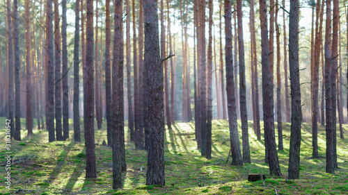 sunbeams in a pineforest © Thorsten