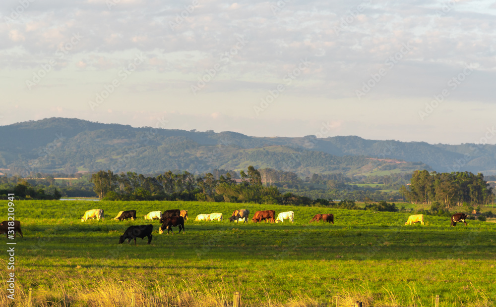 Dawn at extensive cattle farm in southern Brazil