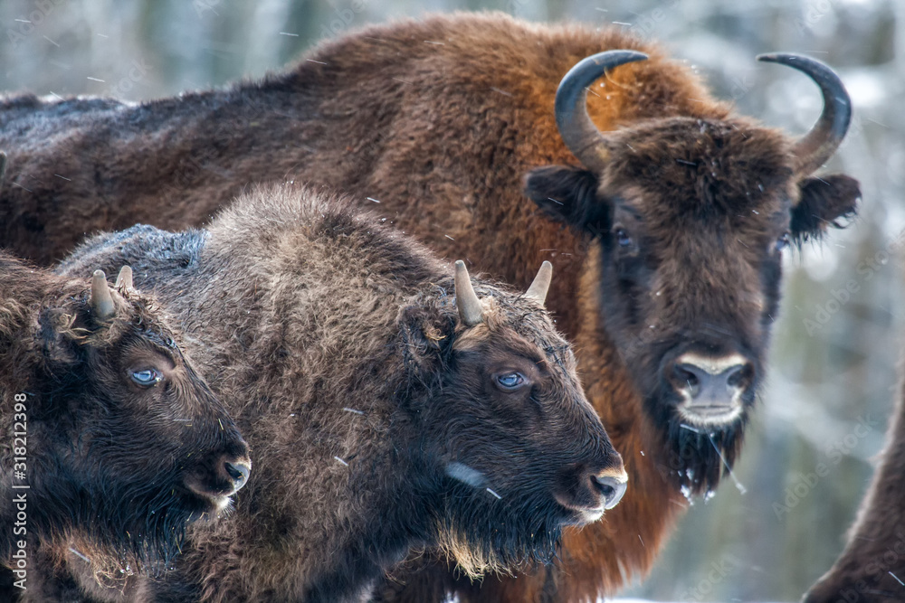 Bisons on a meadow in the Bialowieza National Park.