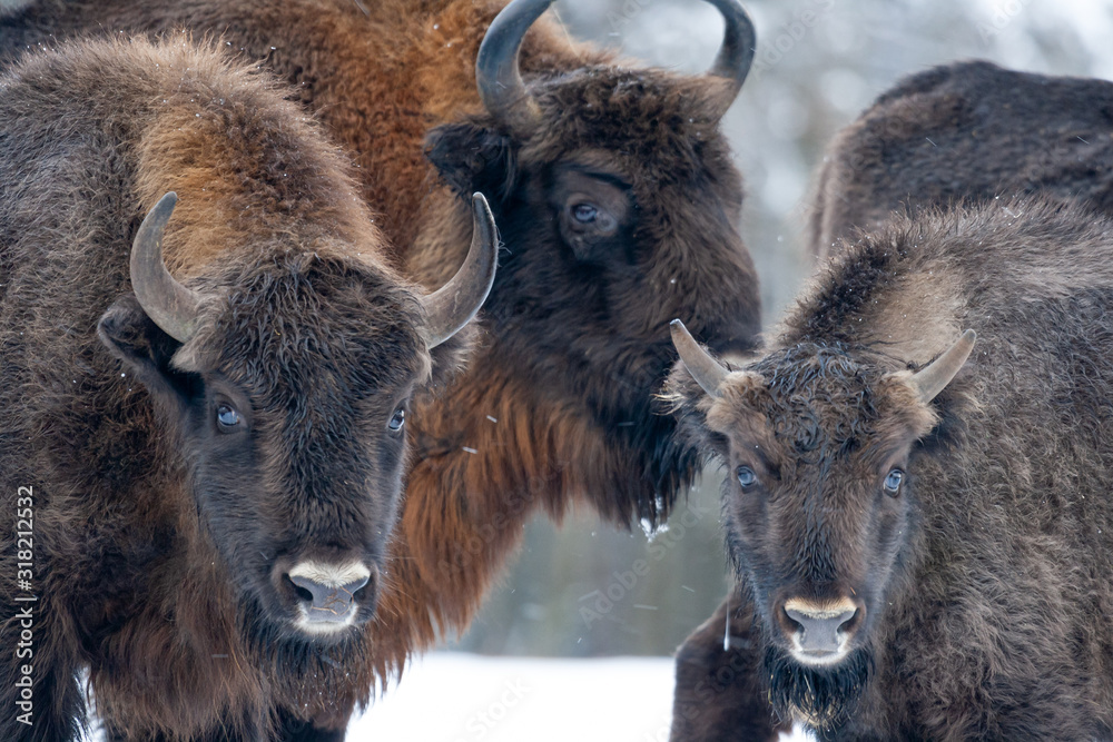 Bisons on a meadow in the Bialowieza National Park.