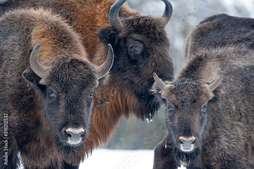 Obraz na płótnie Bisons on a meadow in the Bialowieza National Park. w salonie