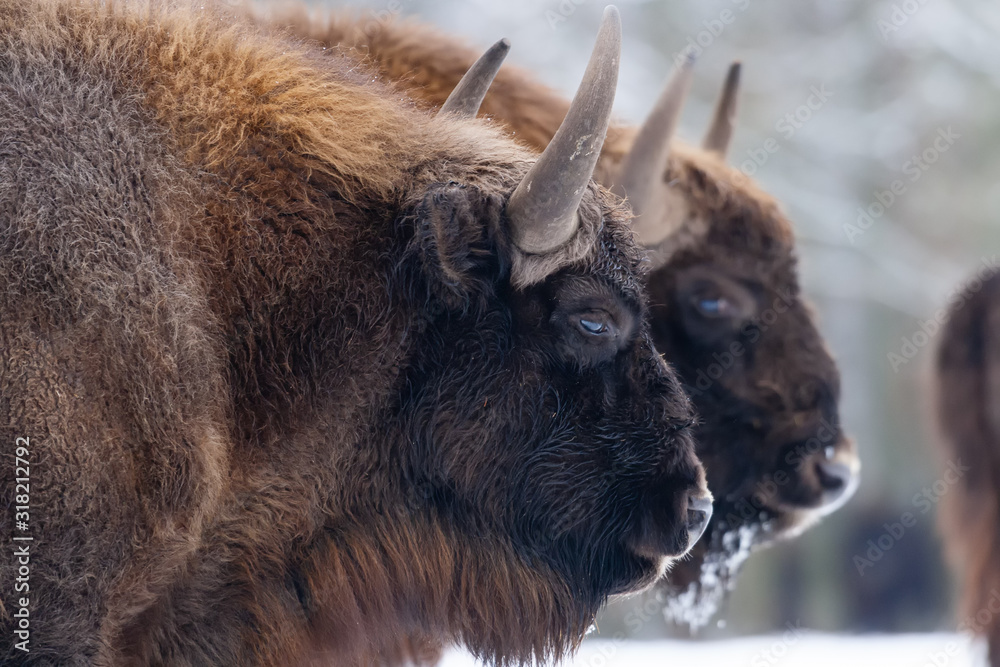 Bisons on a meadow in the Bialowieza National Park.