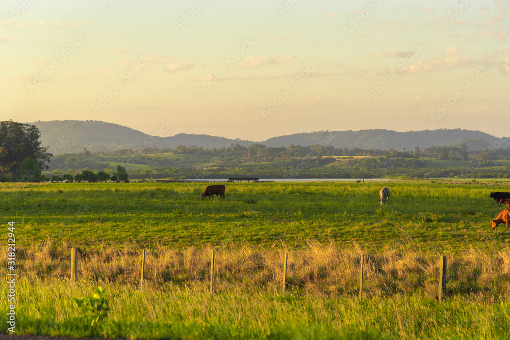 Dawn at extensive cattle farm in southern Brazil Dawn at extensive cattle farm in southern Brazil