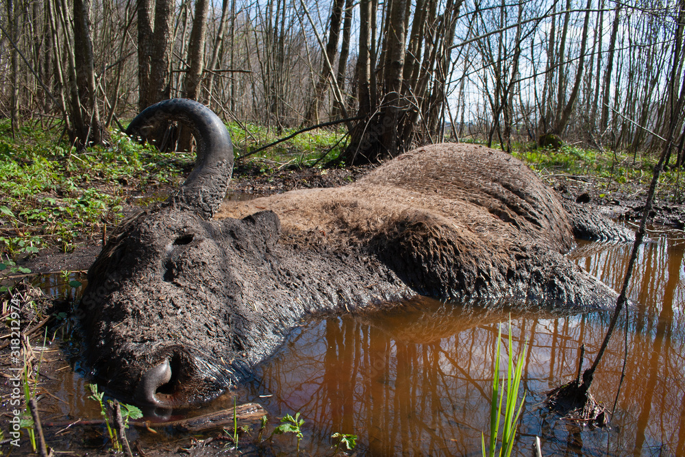 A dead bison lying in the mud in the Bialowieska Forest.