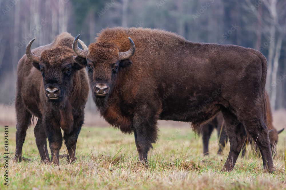 Bisons on a meadow in the Bialowieza National Park.