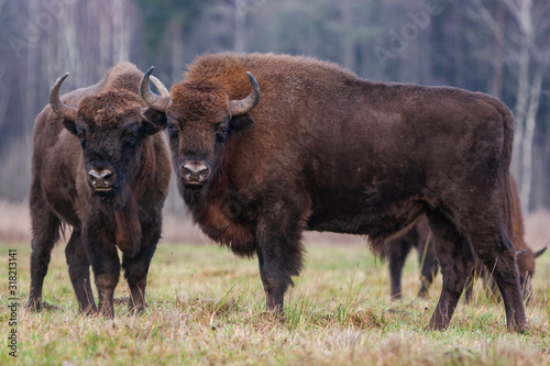 Bisons on a meadow in the Bialowieza National Park.