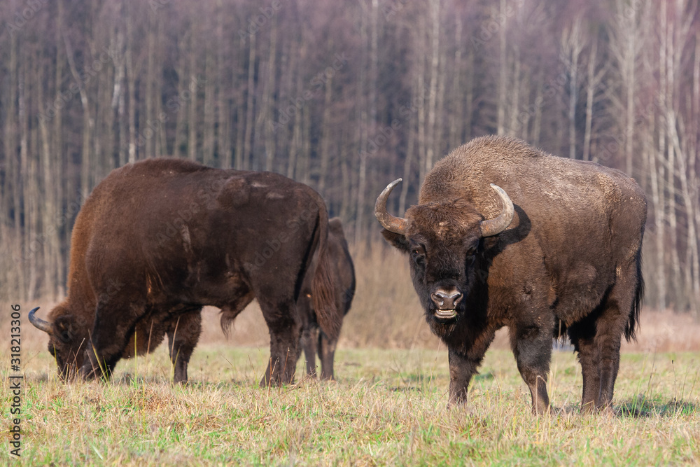 Bisons on a meadow in the Bialowieza National Park.