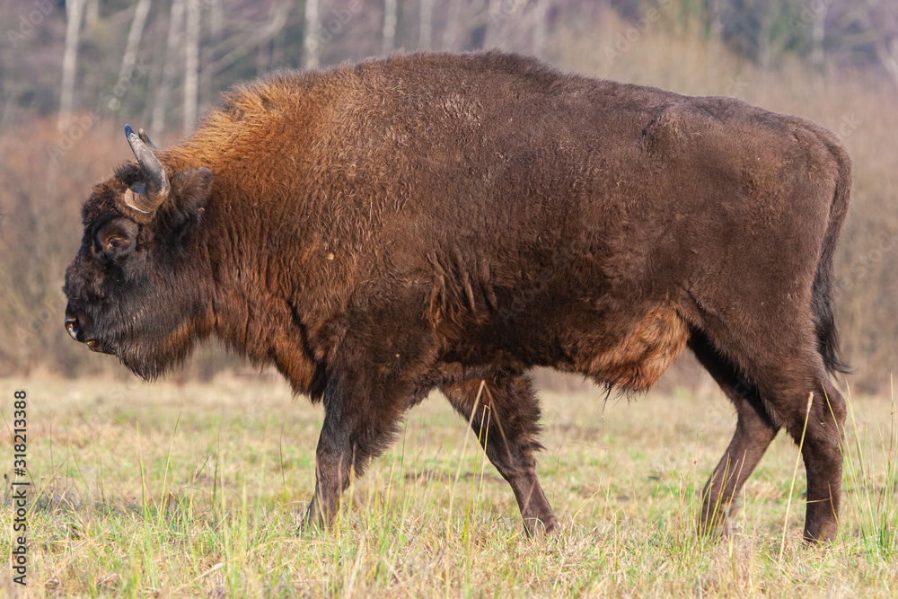 Bisons on a meadow in the Bialowieza National Park.