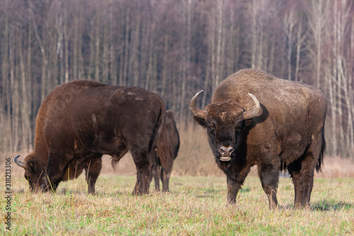 Obraz na płótnie Bisons on a meadow in the Bialowieza National Park. w salonie