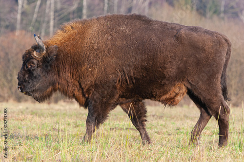 Obraz na płótnie Bisons on a meadow in the Bialowieza National Park. w salonie