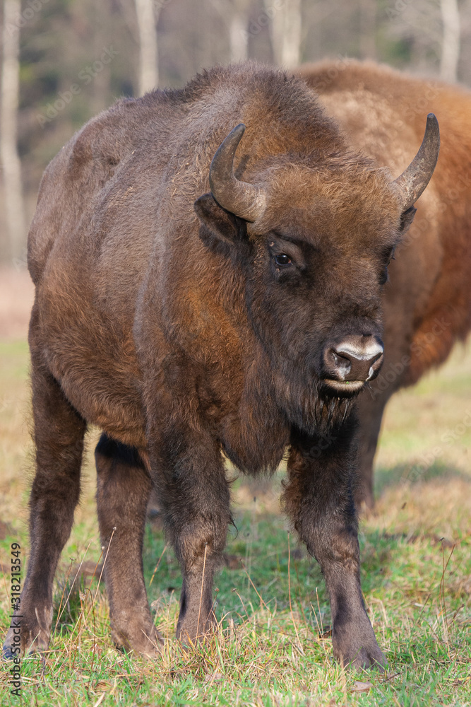 Bisons on a meadow in the Bialowieza National Park.