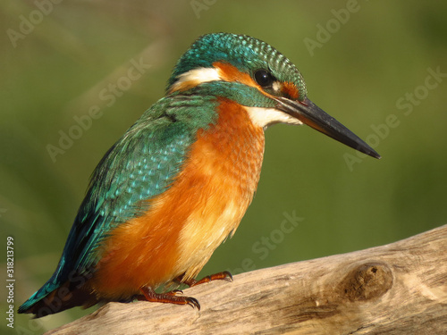 Common Kingfisher (Alcedo atthis) european kingfisher bird in natural habitat, close up photo with blurry background © Luka