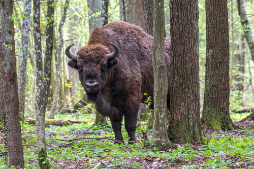 Vászonkép Bison in the forest in the Bialowieza National Park.