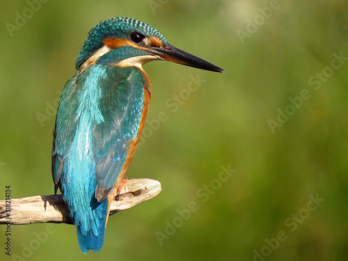 Common Kingfisher (Alcedo atthis) european kingfisher bird in natural habitat, close up photo with blurry background