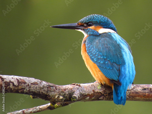 Common Kingfisher (Alcedo atthis) european kingfisher bird in natural habitat, close up photo with blurry background