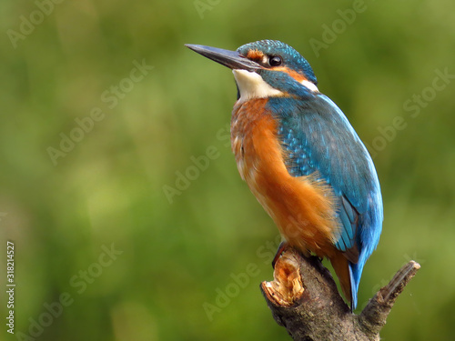 Common Kingfisher (Alcedo atthis) european kingfisher bird in natural habitat, close up photo with blurry background © Luka